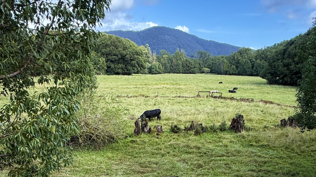 Cattle grazing in green pasture beneath the mountains of the Northern Rivers hinterland in NSW